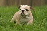 BULLDOG ANGLAIS 207